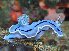 Pale Blue Nudibranch Sea Slug